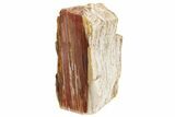 Tall Colorful, Polished Petrified Wood Stand Up - Texas #193622-1